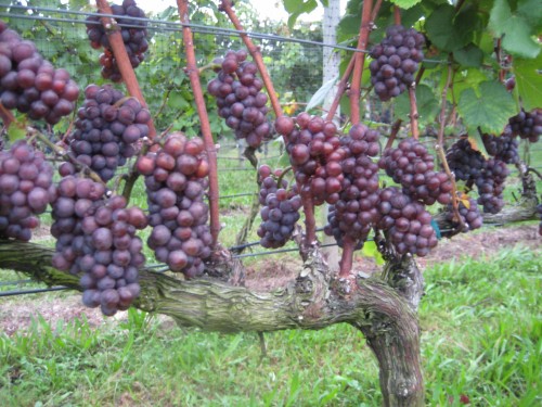 Pinot Grigio at Harvest