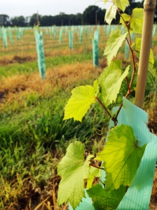 A lot of new varietals were planted this year in addition to Teroldego and Legrein.